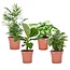 Blanding af stueplanter - Sæt med 4 - ø12cm - Højde 25-40cm