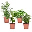 Luchtzuiverende kamerplanten - Mix van 4 - Pot 12cm - Hoogte 25-40cm