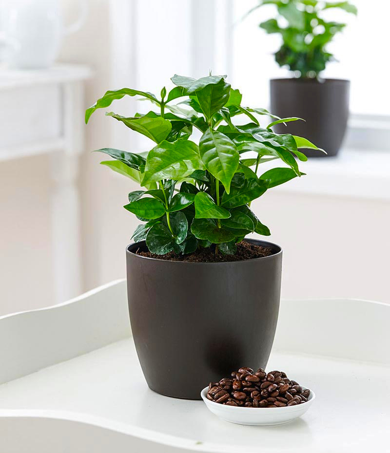 4 piante d'appartamento che purificano l'aria - ⌀ 12cm - Altezza 25-40cm -  FloraStore