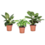 Ctenanthe, Philodendron, Syngonium - Mezcla de plantas de interior - a25-40cm