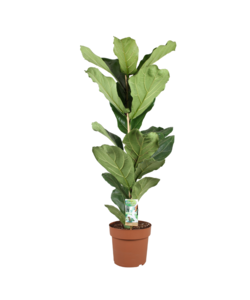 Ficus Lyrata - Geigenfeige - Topf 21cm - Höhe 70-90cm