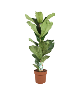 Ficus Lyrata - Pianta Ficus Lyrata XL - Vaso 21cm - Altezza 70-90cm