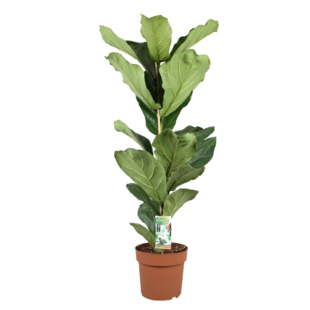 Ficus Lyrata - Geigenfeige - Topf 21cm - Höhe 70-90cm