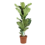 Ficus Lyrata 'Violin blad plante' - Stueplante - ø21cm - Højde 70-90cm