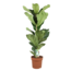 Ficus Lyrata - Vioolbladplant - Tabaksplant - Pot 21cm - Hoogte 70-90cm