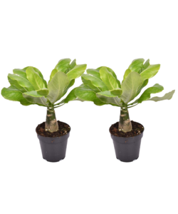 Brighamia Insignis - 2er Set - Hawaiipalme - Topf 12cm - Höhe 25-35cm