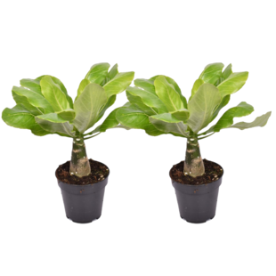 Brighamia Insignis 'Hawaii' - Set van 2 - Pot 12cm - Hoogte 25-35cm