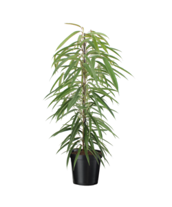 Ficus Binnendijckii Alii - Pianta della casa - Vaso 21cm - Altezza 100-110cm
