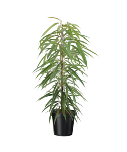 Ficus Binnendijckii Alii - Pot 21cm - Hauteur 100-110cm