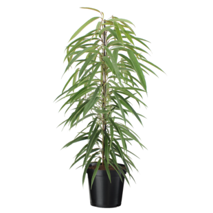 Ficus Binnendijckii Alii - Zimmerpflanze - Topf 21cm - Höhe 100-110cm