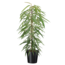 Ficus Binnendijckii Alii - Roślina domowa - ⌀21cm - Wysokość 100-110cm