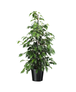 Ficus benjamina 'Danielle' - Houseplant - ø21cm - Height 100-110cm