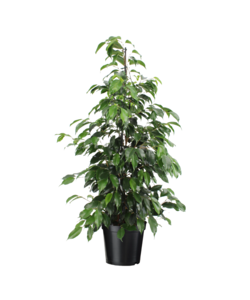 Ficus benjamina 'Danielle' - Roślina domowa - ⌀21cm - Wysokość 100-110cm