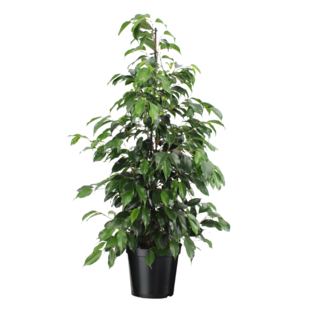 Ficus benjamina 'Danielle' - Zimmerpflanze - Topf 21cm - Höhe 100-110cm