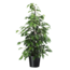 Ficus benjamina 'Danielle' - Kamerplant - Pot 21cm - Hoogte 100-110cm