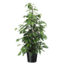 Ficus benjamina 'Danielle' - Roślina domowa - ⌀21cm - Wysokość 100-110cm