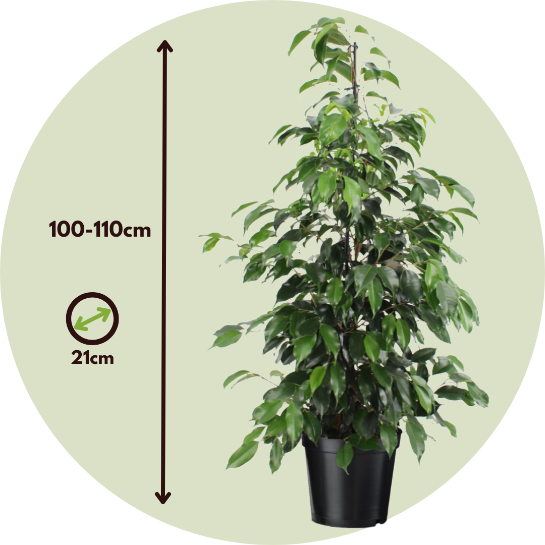 Ficus benjamina 