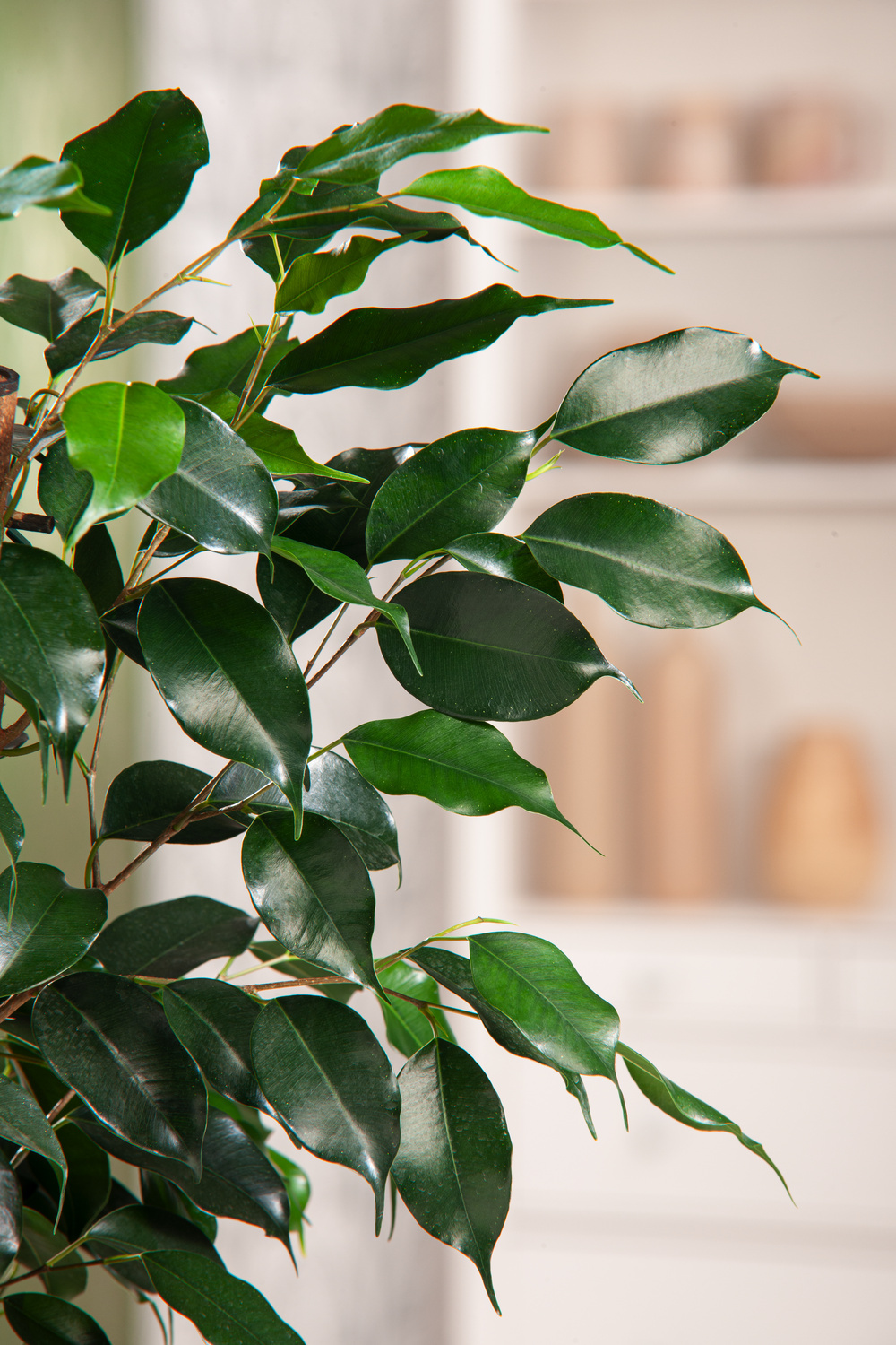 Pianta Ficus Denielle in Vaso 17cm - Piante da Interno