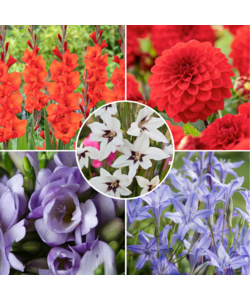 Blomsterløg fra Holland - 125 stk - Dahlia, Gladioli, Freesia, Triteleia