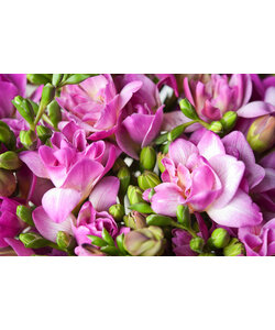 Freesia - Mélange de 100 - Freesia Double Mix - Bulbes à fleurs