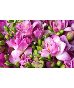 Freesia - Mix van 100 - Freesia Dubbel Mix - Bloembollen