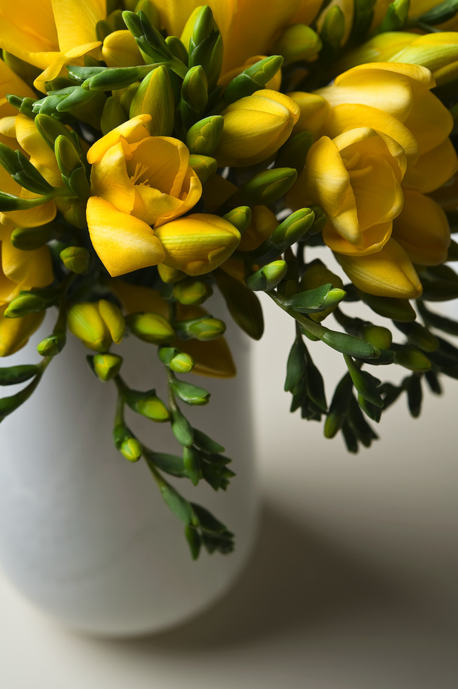 Freesia Mix of 100 Dreesia Double Mix Flower bulbs FloraStore
