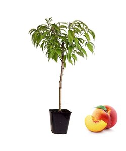 Prunus Persica Bonanza - dwarf peach tree - Pot 14cm - Height 60-70cm