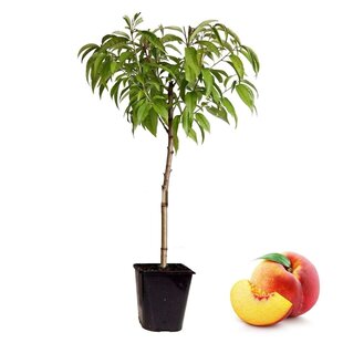 Prunus Persica Bonanza - Zwergpfirsichbaum - Topf 14cm - Höhe 60-70cm