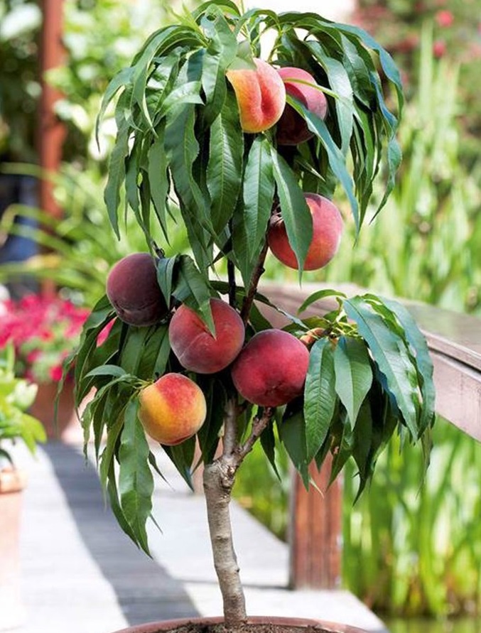 Prunus Persica Bonanza dwarf peach tree ø14cm Height 6070cm