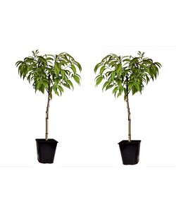 Prunus Persica Bonanza - Set of 2 - Dwarf Peach Tree - ø15cm - Height 60-70cm