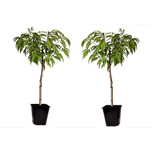 Prunus Persica Bonanza - Set of 2 - Dwarf Peach Tree - ø15cm - Height 60-70cm