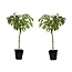 Prunus Bonanza - Set da 2 - Piatto - Parte superiore 15 cm - Altezza 60-70 cm