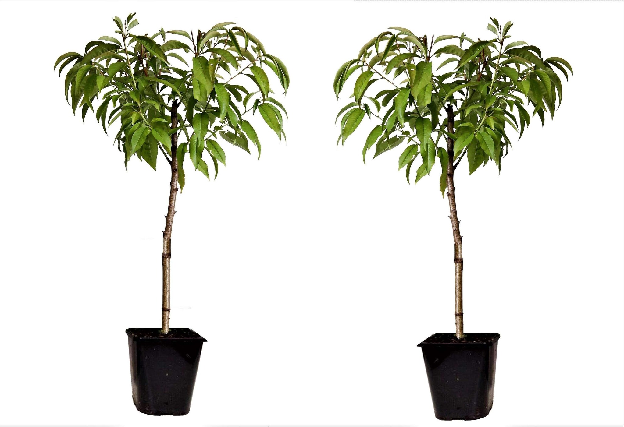 Prunus Persica Bonanza - Set of 2 - Dwarf Peach Tree - Pot 15cm