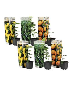 Citrus Mix - Set of 6 - Citrus fruit trees - ø9cm - Height 25-40cm