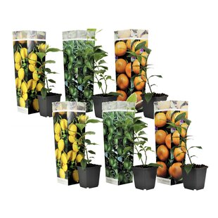 Citrus Mix - Set of 6 - Citrus fruit trees - ø9cm - Height 25-40cm