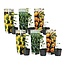 Citrus planter - Blanding af 6 - Frugttræ - ø9cm - Højde 25-40cm