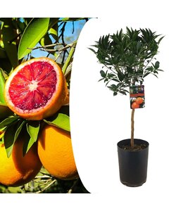 Citrus aurantium 'Tarocco' blodappelsin - Frugttræ - ⌀19cm - Højde 90-110cm