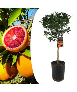 Citrus aurantium Tarocco - Fruit tree - ø19cm - Height 90-110cm