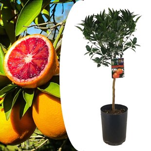 Citrus aurantium 'Tarocco' - Blood orange - Fruit tree - ø19cm - Height 90-110cm