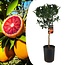 Citrus aurantium 'Tarocco' - Obstbaum - Topf 19cm - Höhe 90-110cm