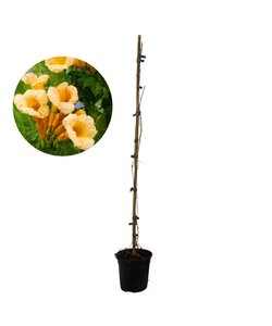 Campsis 'Flava' XL - Garden Plant - Climbing plant - ⌀17 cm - Height 110 cm