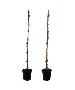 Campsis 'Flava' XL - Set of 2 - Climbing plant - ⌀17 cm - Height 110 cm