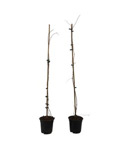 Campsis 'Mme Galen' XL - Set of 2 - Climbing plant - ⌀17 cm - Height 110-120 cm