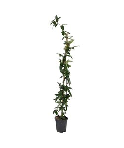 Lonicera henryi 'Copper Beauty' - Geißblatt – Kletterpflanze – H110 cm