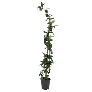 Lonicera henryi 'Copper Beauty' - Geißblatt – Kletterpflanze – H110 cm