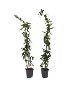 Lonicera henryi Copper Beauty - Set of 2 - Honeysuckle - Climbing plant - H110cm