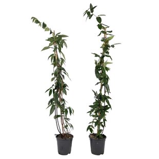 Lonicera henryi Copper Beauty - Set of 2 - Honeysuckle - Climbing plant - H110cm