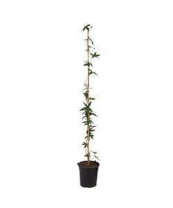 Passiflora 'Caerulea' XL ​​​​- Fiore della passione - ⌀17 cm - Altezza 110-120cm