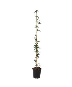 Passiflora 'Caerulea' XL ​​- Passionsblomst - Klatreplante - ⌀17cm - H110-120cm
