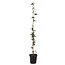 Passiflora 'Caerulea' XL ​​​​- Fiore della passione - ⌀17 cm - Altezza 110-120cm